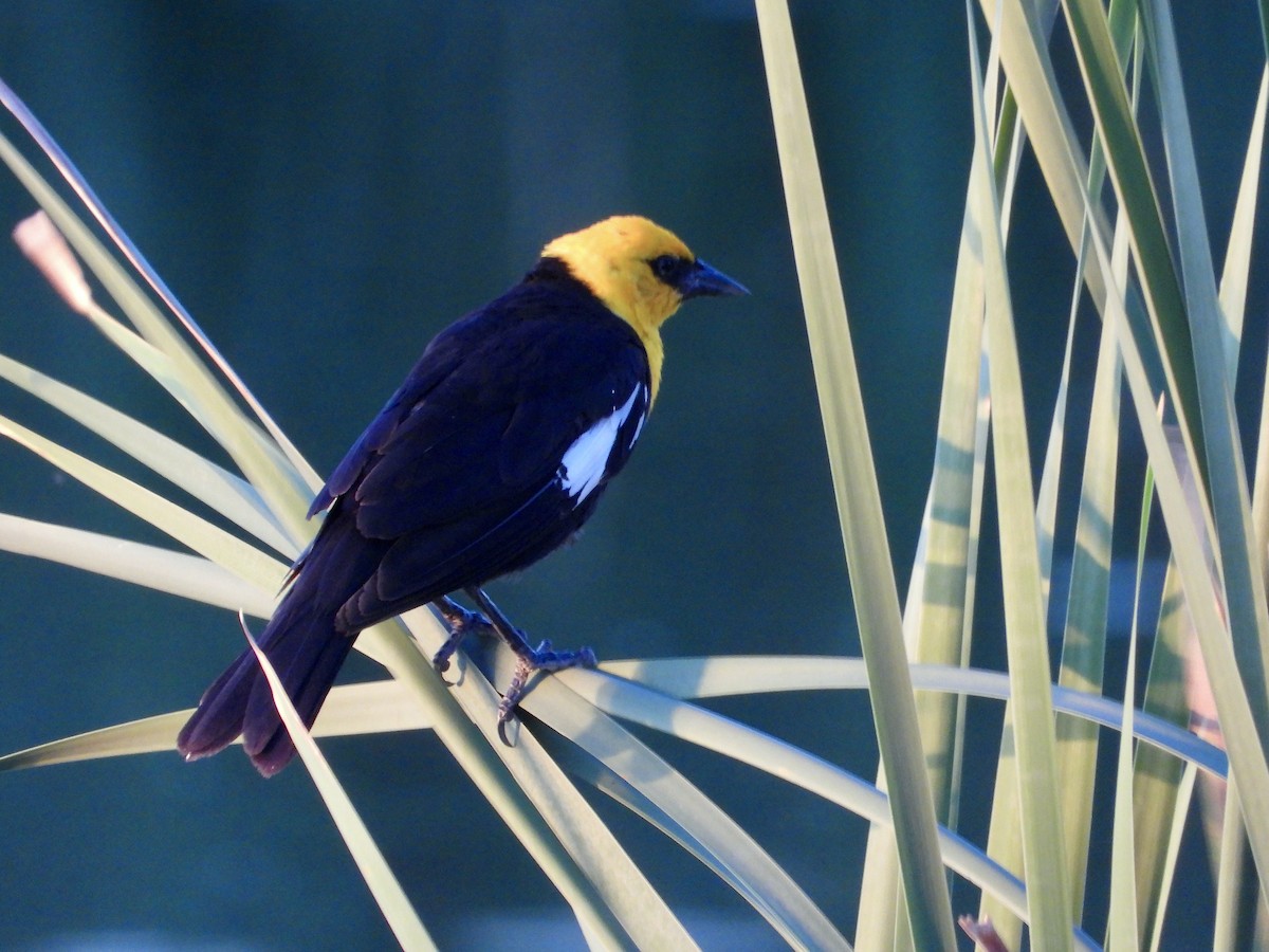 Yellow-headed Blackbird - ML610609578