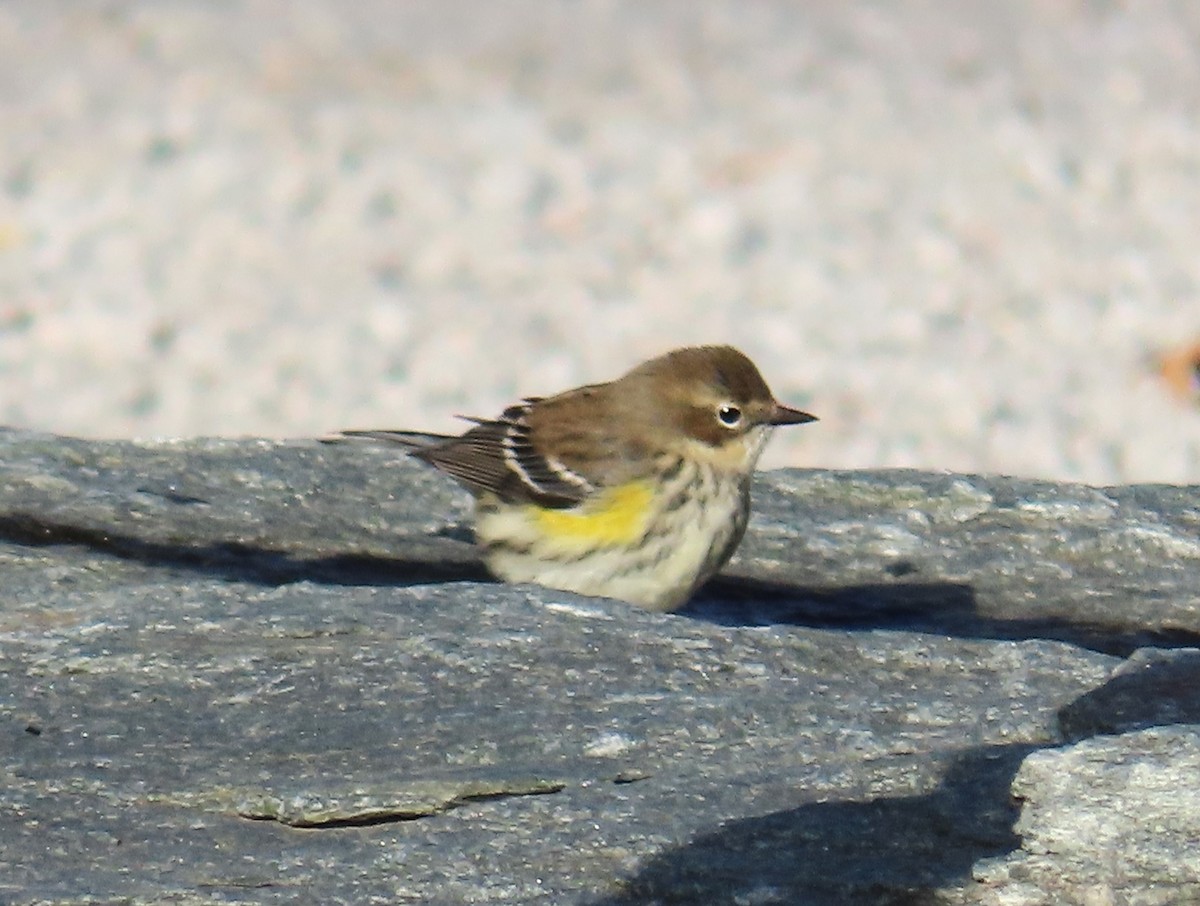 Yellow-rumped Warbler (Myrtle) - Anne Cianni