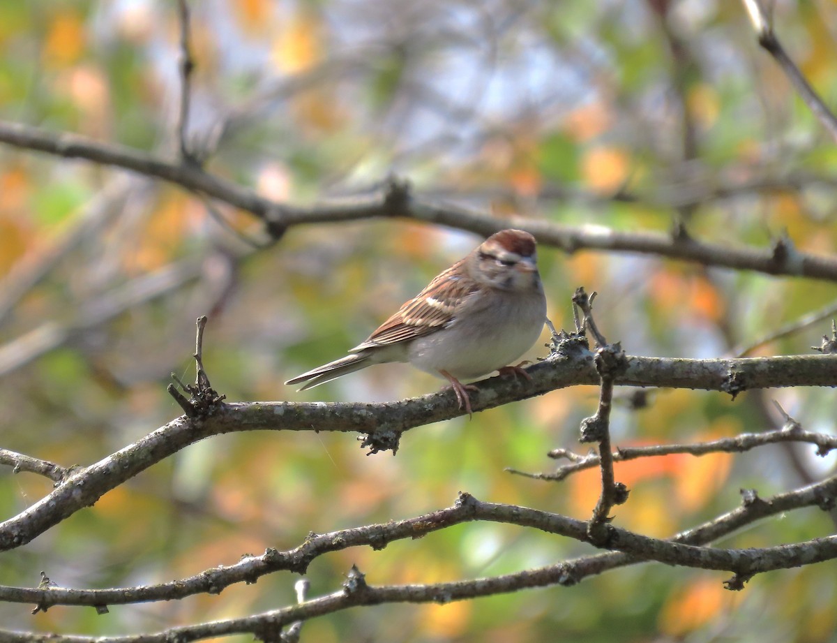Chipping Sparrow - Anne Cianni