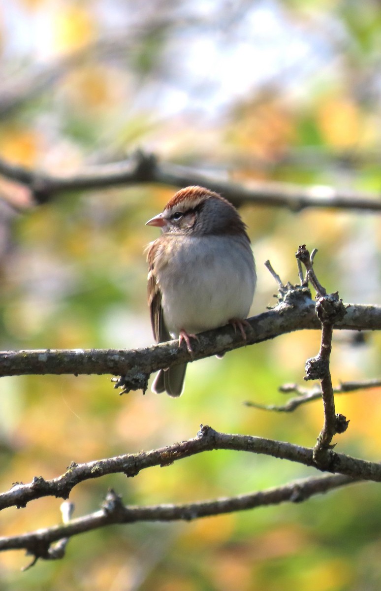 Chipping Sparrow - ML610610482