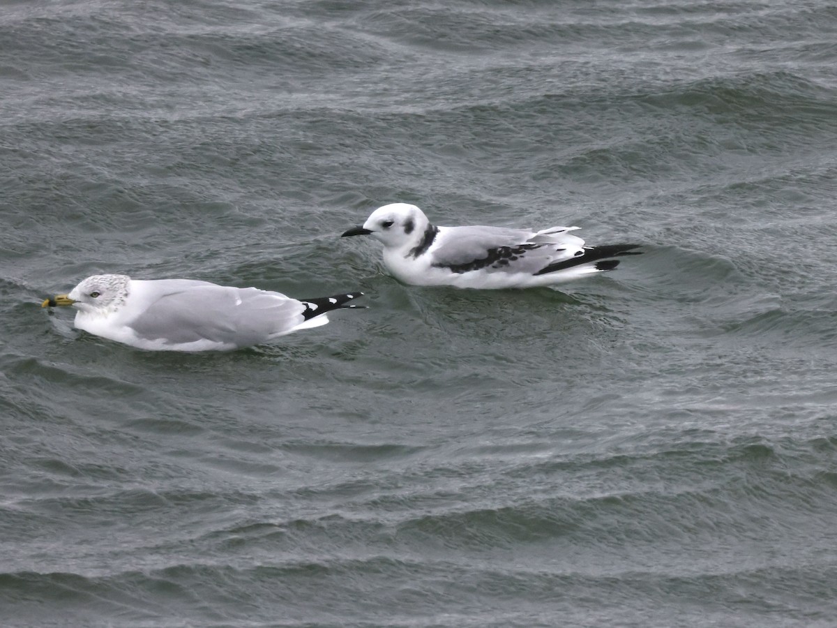 Mouette tridactyle - ML610610509