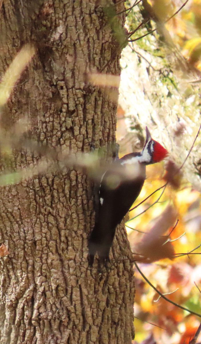 Pileated Woodpecker - ML610610619