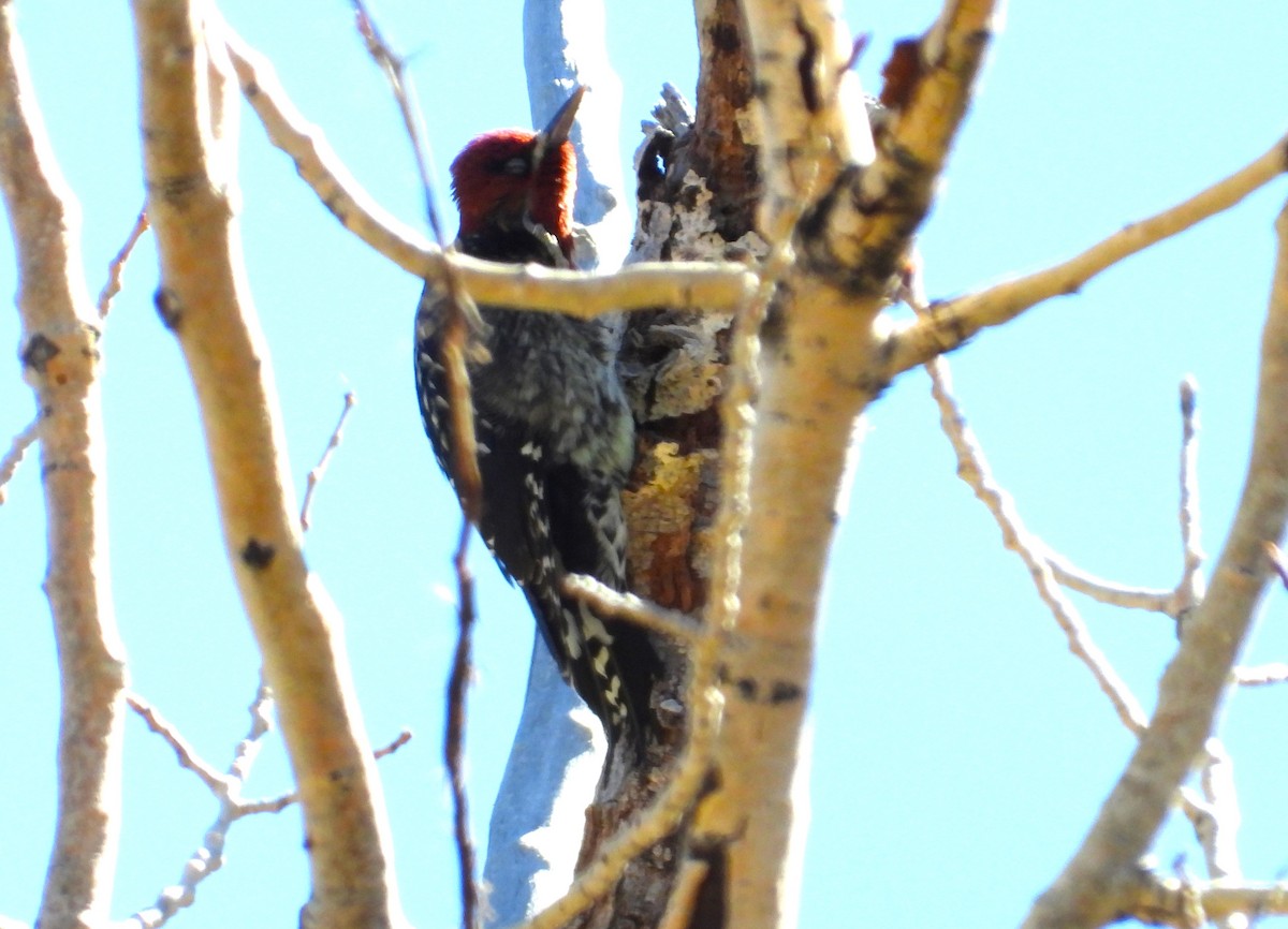 Red-breasted Sapsucker - ML610610704