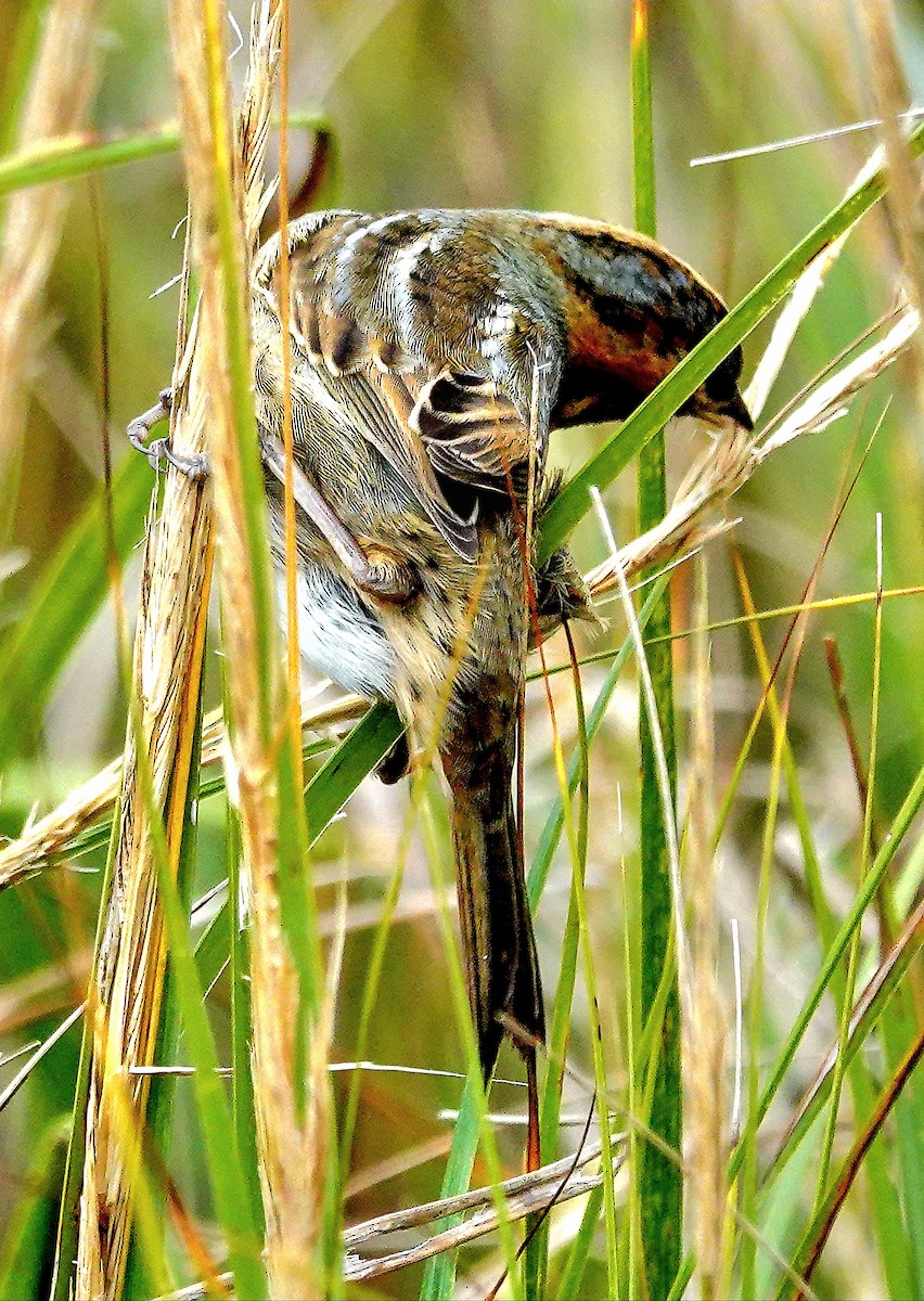 Nelson's Sparrow (Atlantic Coast) - Kathleen Horn