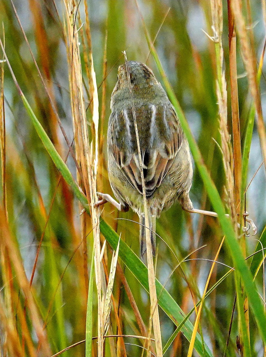 Nelson's Sparrow (Atlantic Coast) - Kathleen Horn