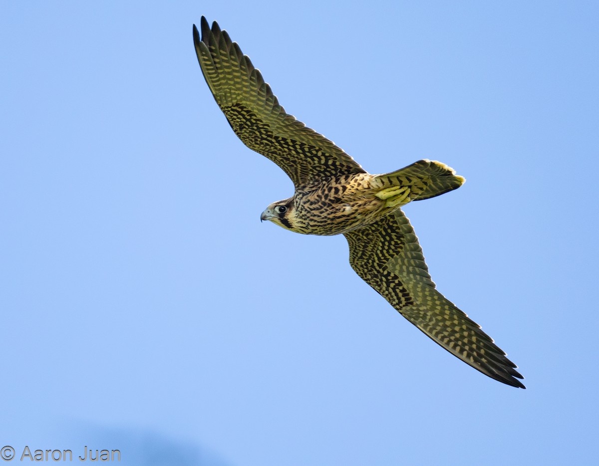Peregrine Falcon (Tundra) - ML610610928