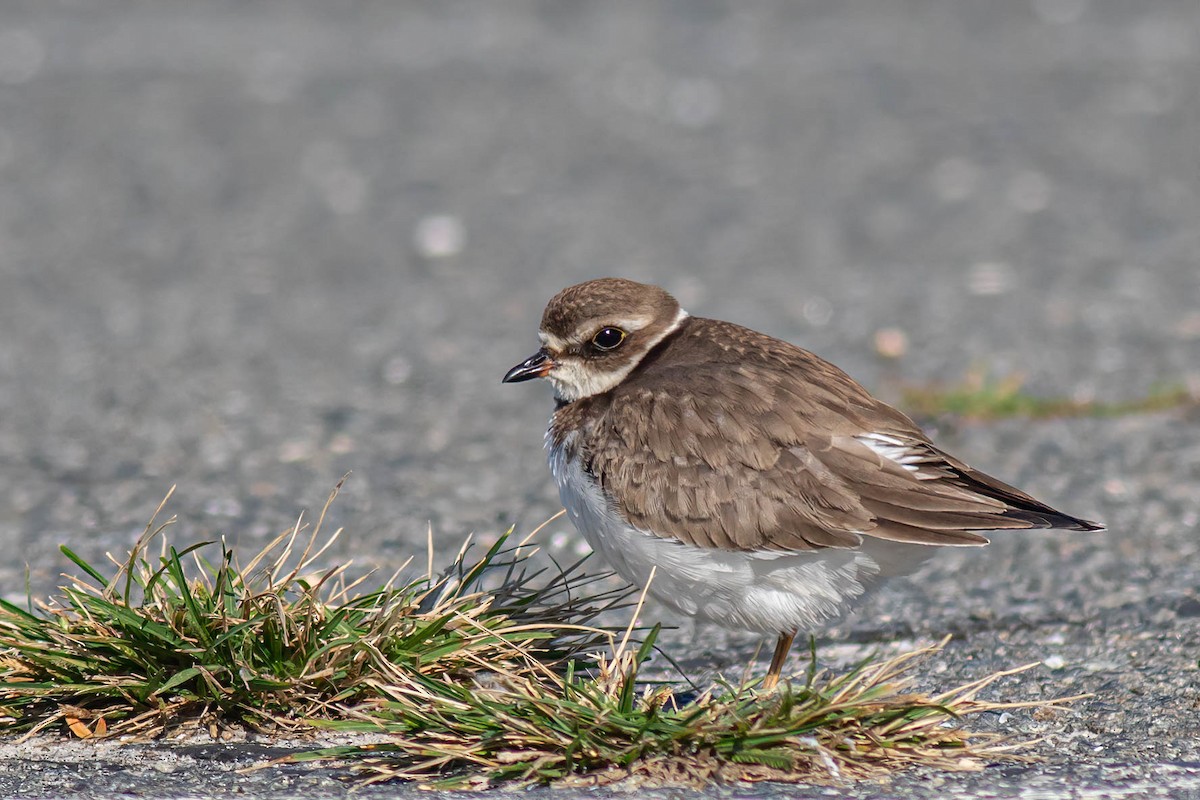 Semipalmated Plover - ML610611206