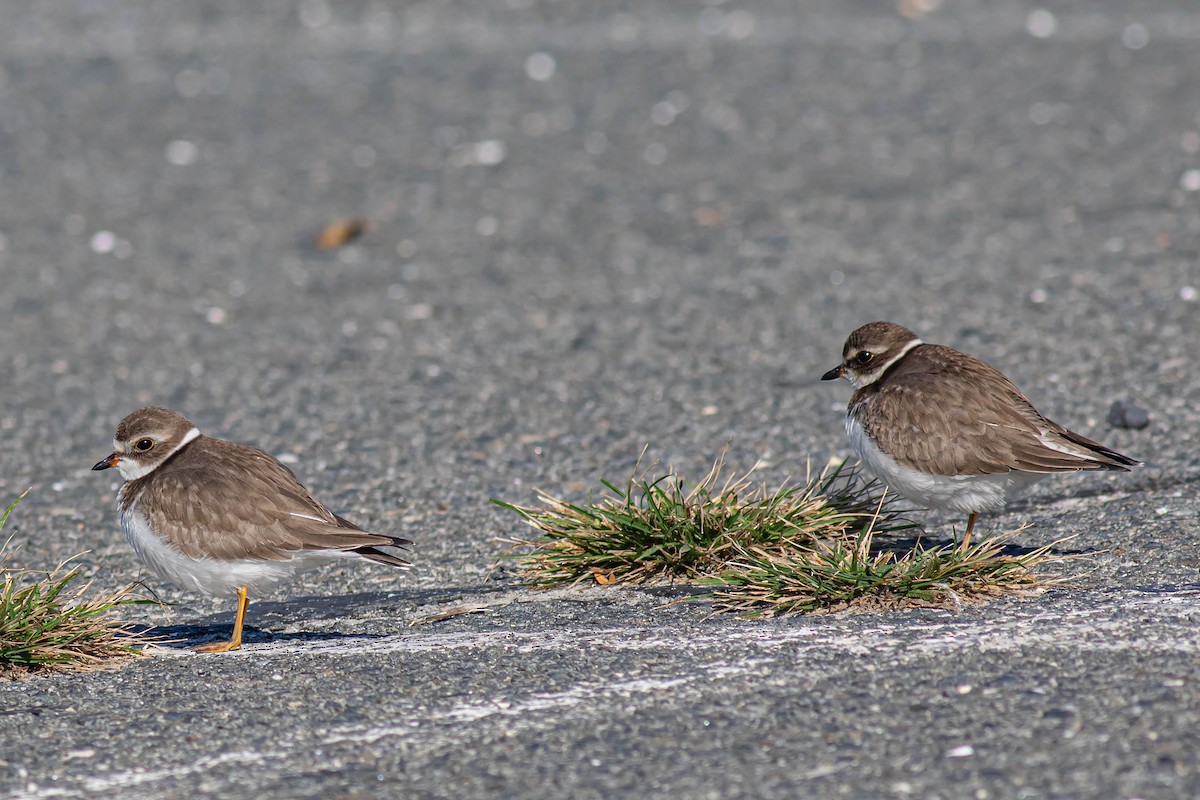 Semipalmated Plover - ML610611209