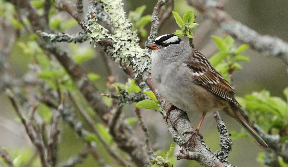 White-crowned Sparrow - Luke Seitz