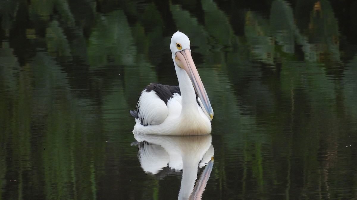 pelikán australský - ML610611238