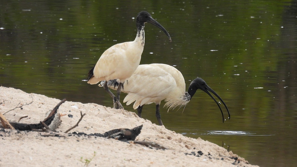 ibis australský - ML610611328