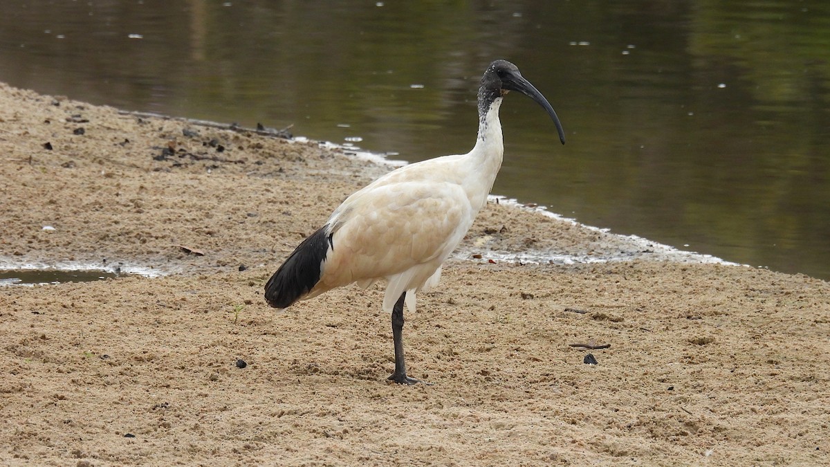 ibis australský - ML610611329