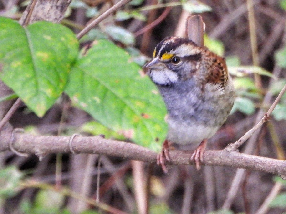 White-throated Sparrow - ML610611498
