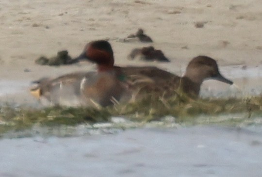 Green-winged Teal - ML610611690