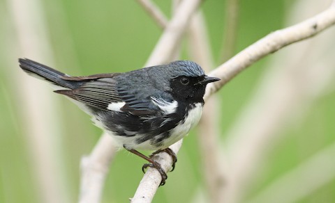 Black-throated Blue Warbler - eBird