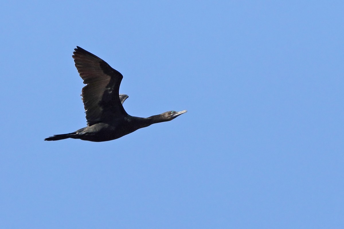 Little Black Cormorant - sheau torng lim