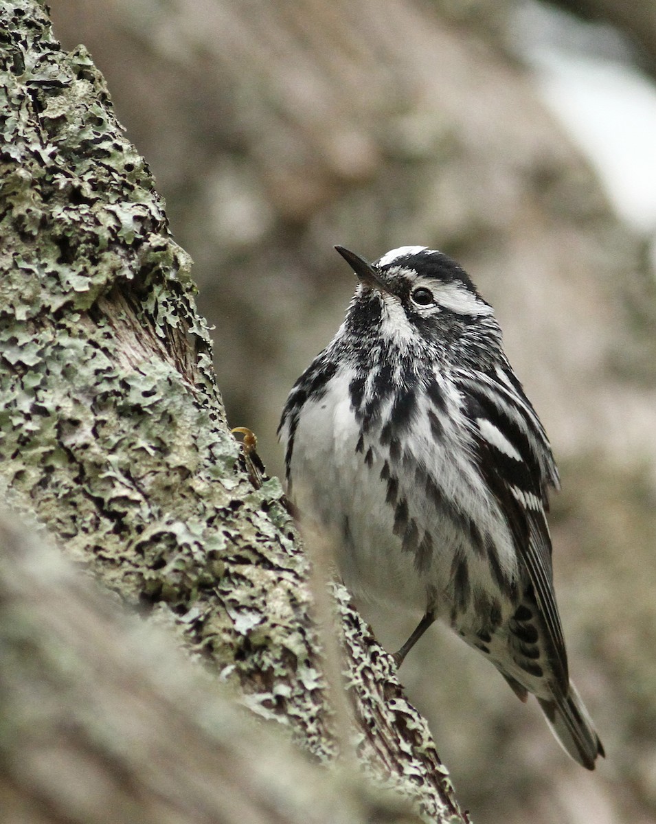 Black-and-white Warbler - ML61061241