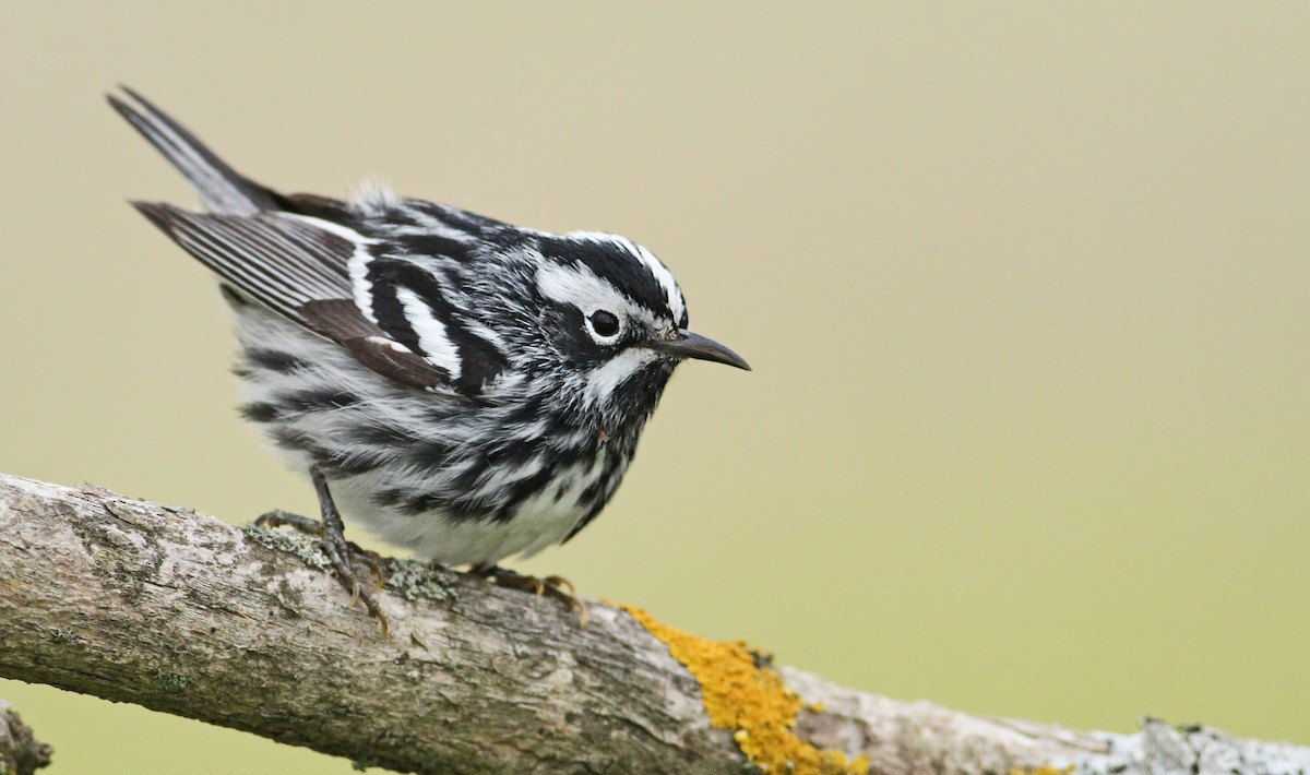 Black-and-white Warbler - ML61061251