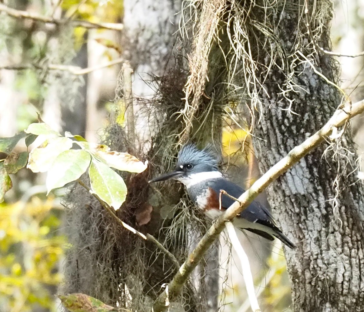 Belted Kingfisher - ML610612513