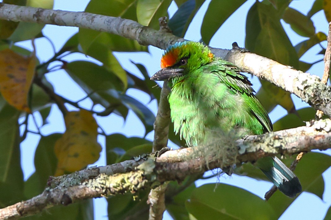 Flame-fronted Barbet - ML610612587