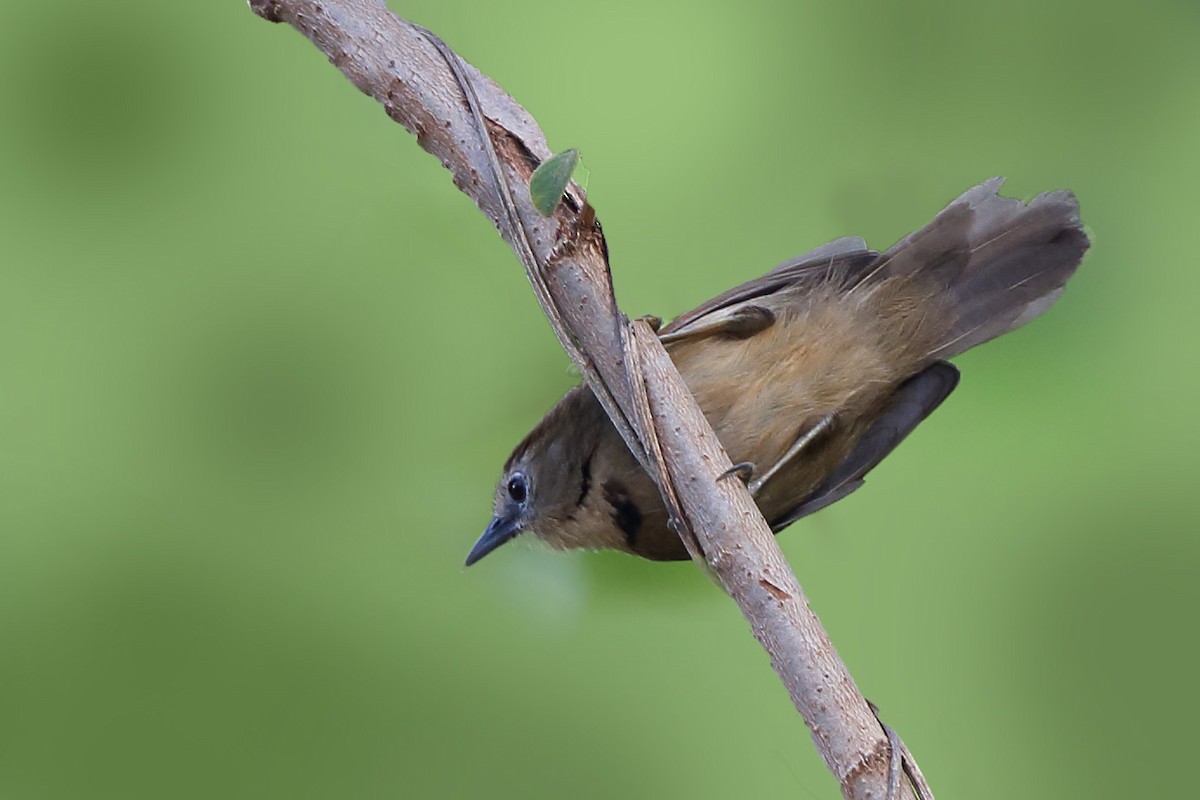 Crescent-chested Babbler - ML610612798