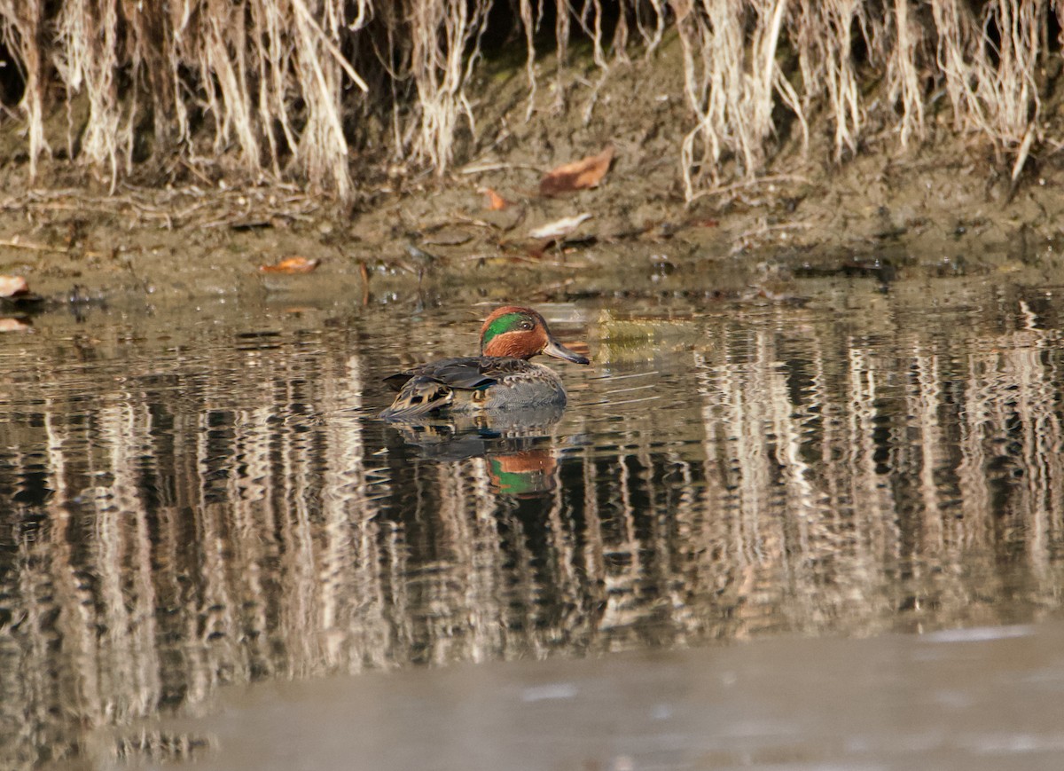 Green-winged Teal - ML610612801