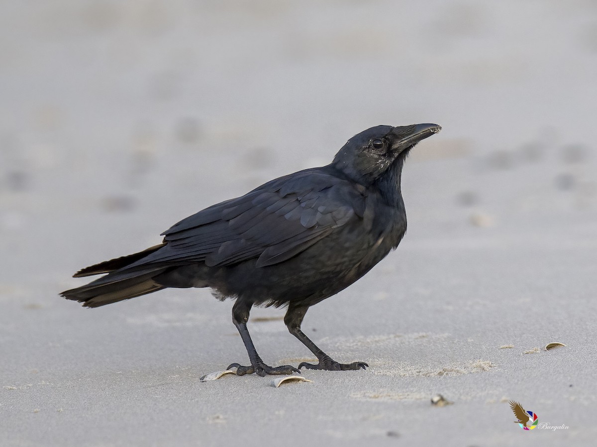 Fish Crow - fernando Burgalin Sequeria