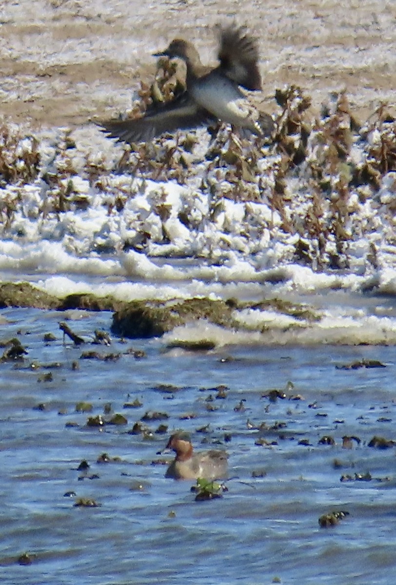 Green-winged Teal - ML610613053