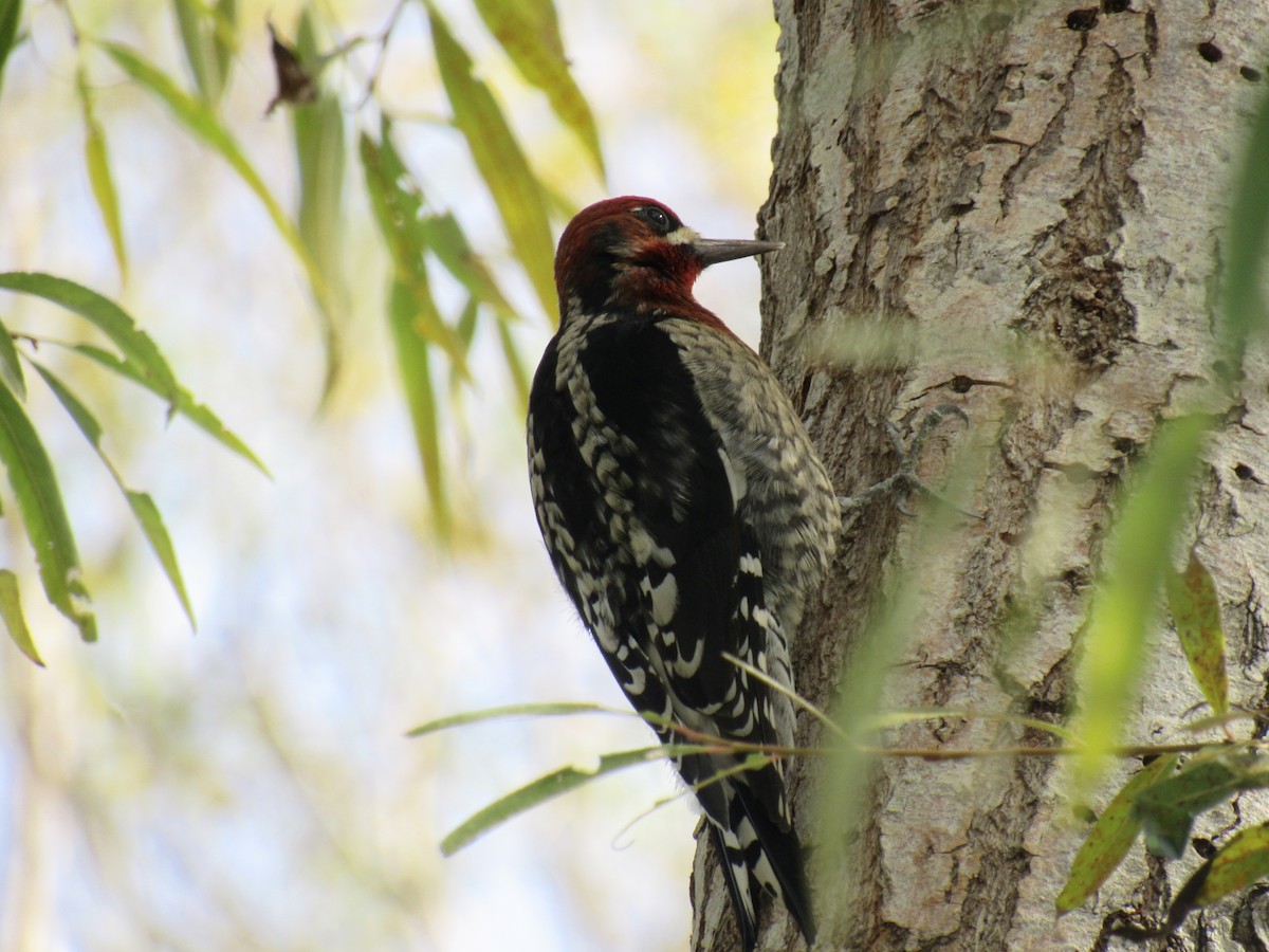 Red-breasted Sapsucker - ML610613091
