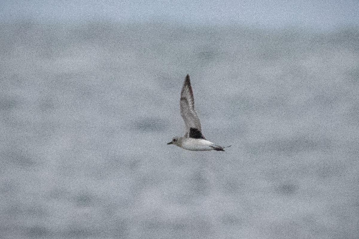 eBird Checklist 31 Oct 2023 Barnegat Lighthouse SP 47 species (+1