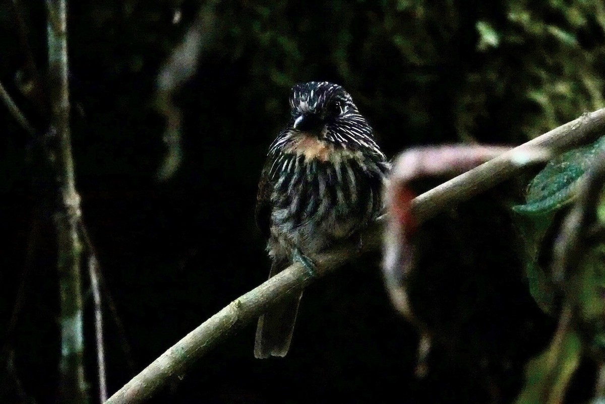 Black-streaked Puffbird - ML610613106