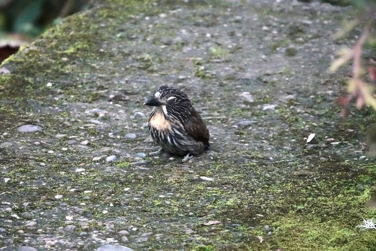 Black-streaked Puffbird - ML610613108