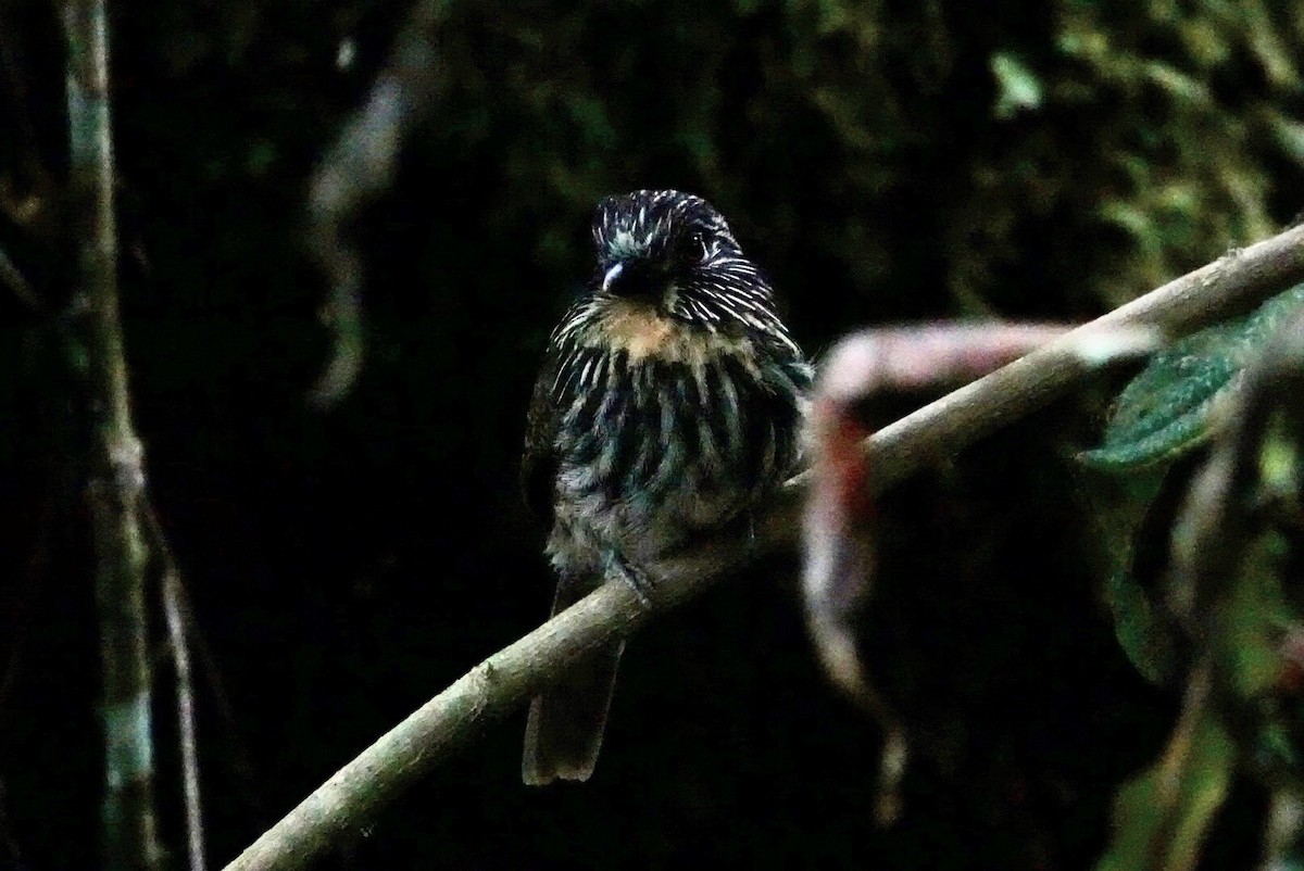 Black-streaked Puffbird - ML610613109