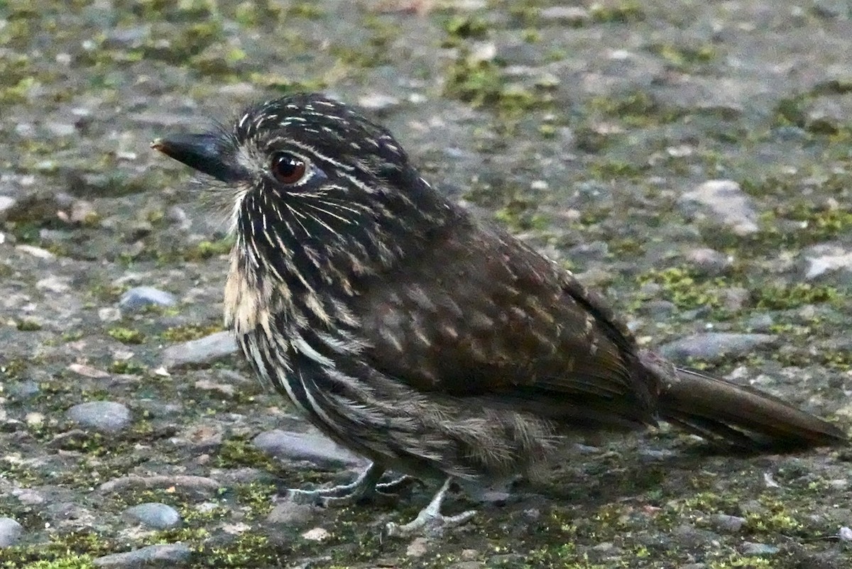 Black-streaked Puffbird - ML610613110