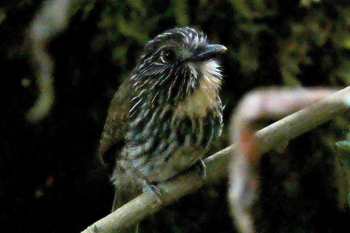 Black-streaked Puffbird - ML610613112