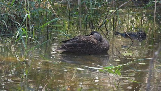 Pacific Black Duck - ML610613156
