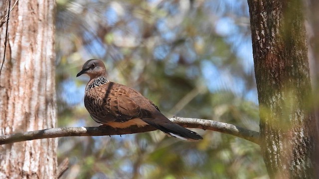 Spotted Dove - ML610613194