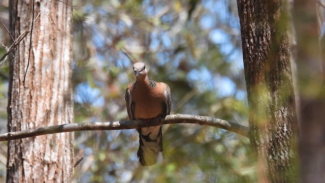Spotted Dove - ML610613195