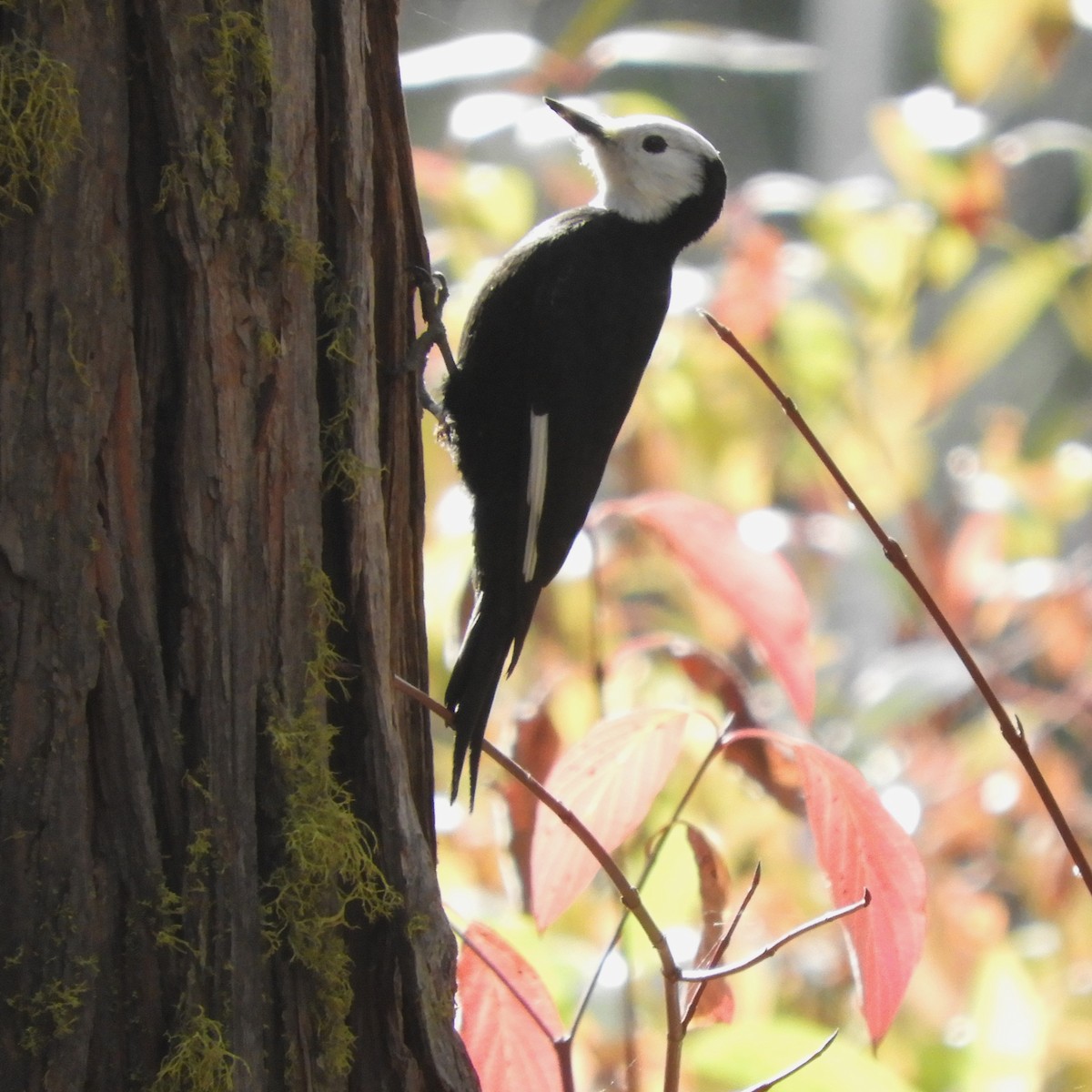 White-headed Woodpecker - ML610613343