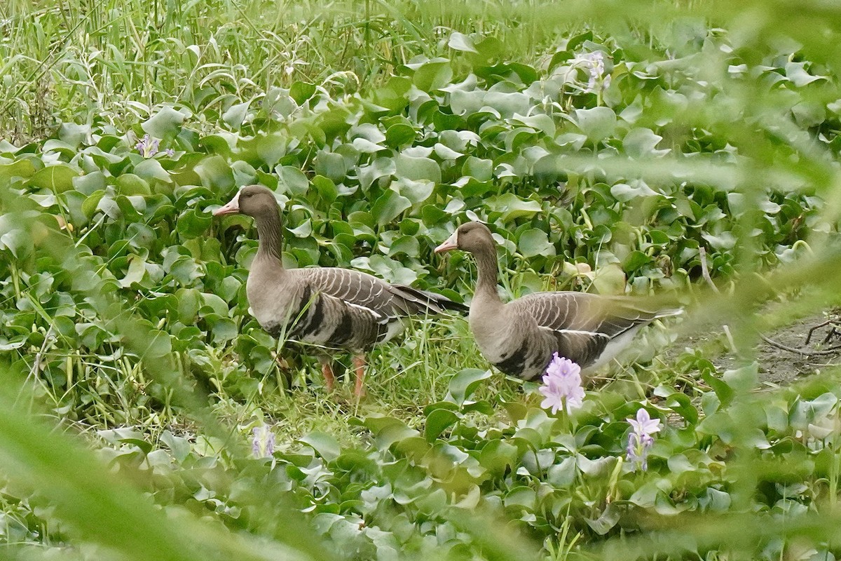 Greater White-fronted Goose - ML610613422