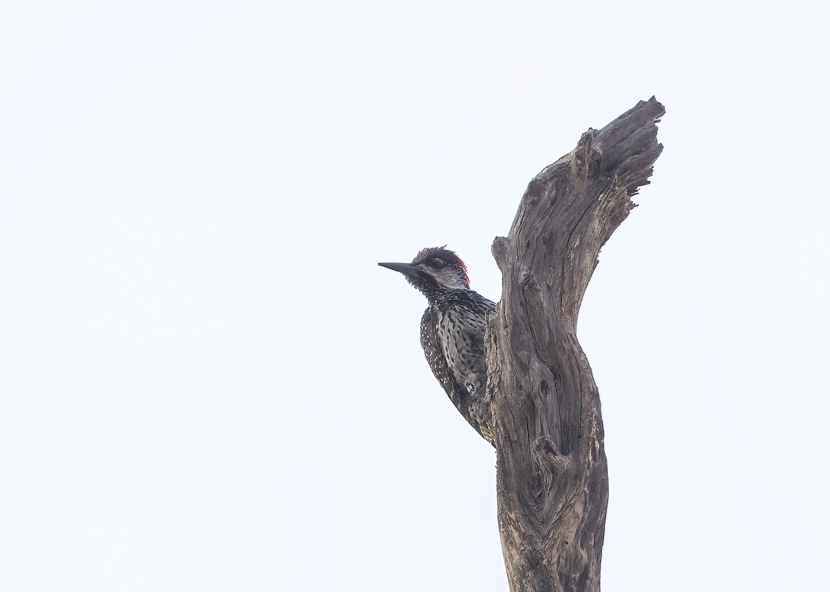 Golden-tailed Woodpecker (Golden-tailed) - ML610613565