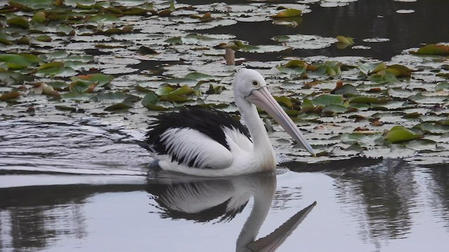 pelikán australský - ML610613746