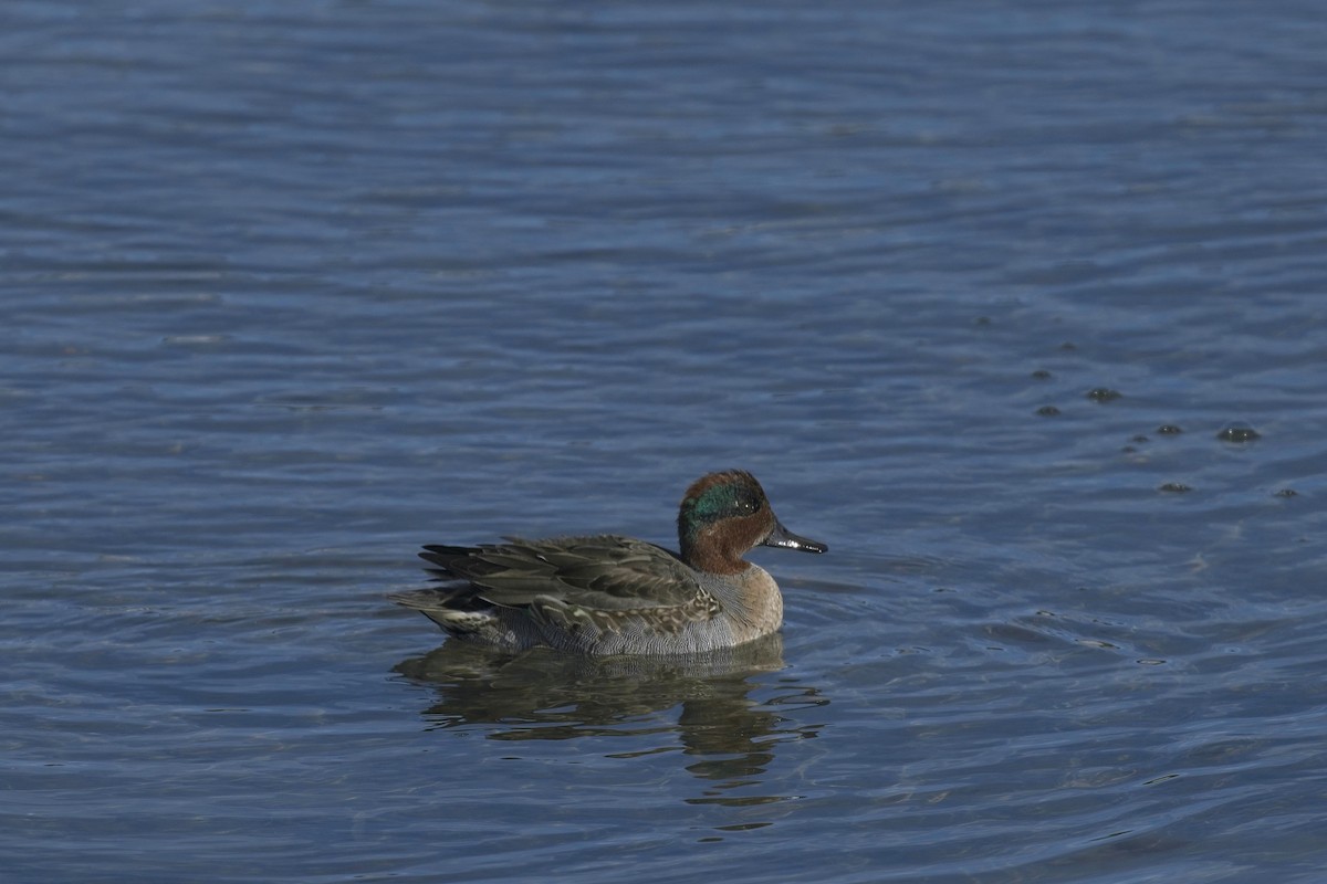 Green-winged Teal - ML610613845