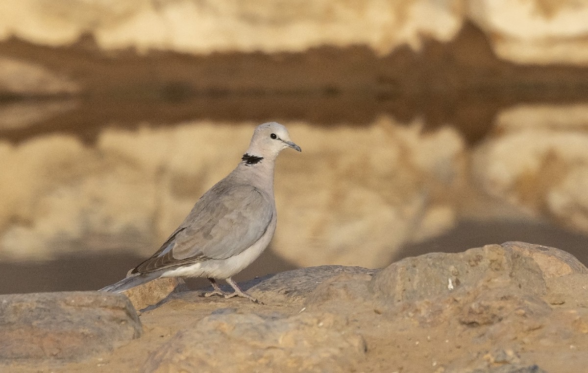 Ring-necked Dove - Niall D Perrins
