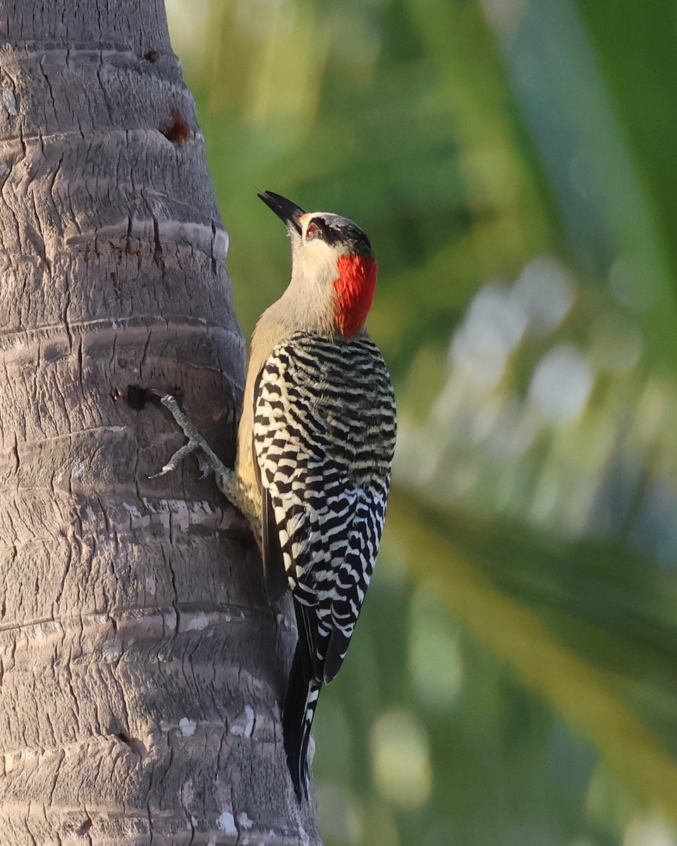 West Indian Woodpecker - ML610613963
