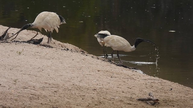 ibis australský - ML610614010