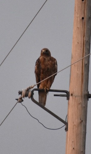 Red-tailed Hawk - ML610614582
