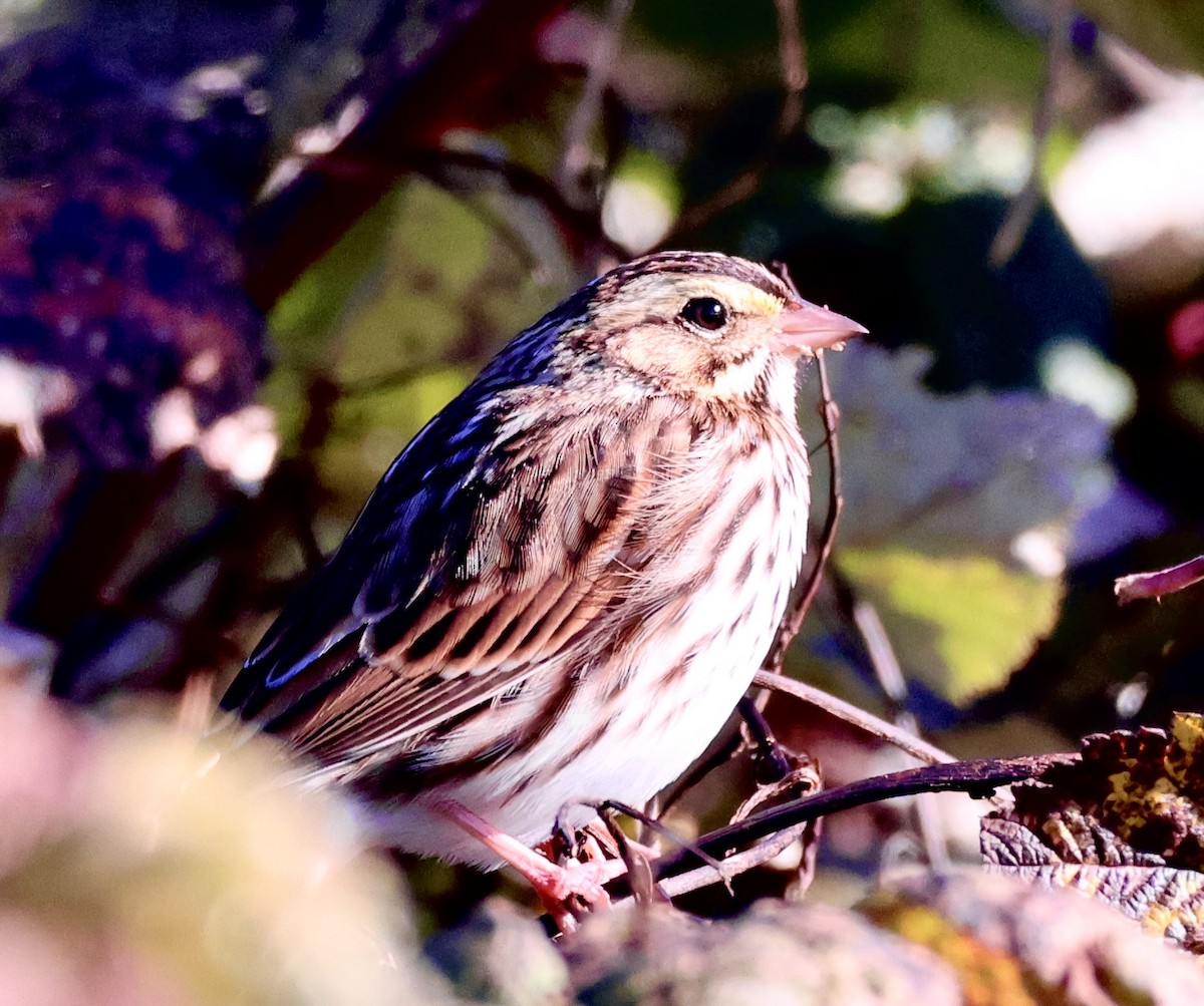 Savannah Sparrow - ML610614748