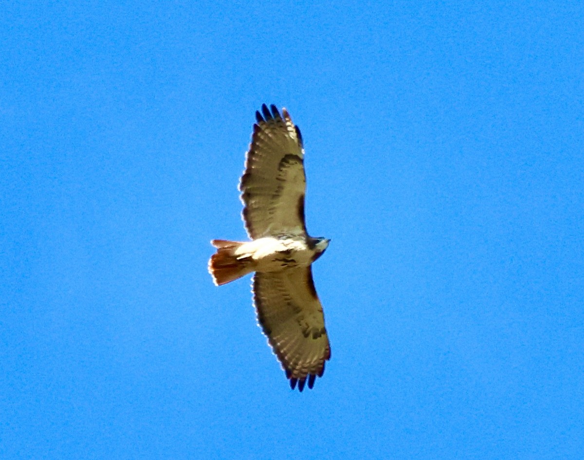 Red-tailed Hawk - ML610614761