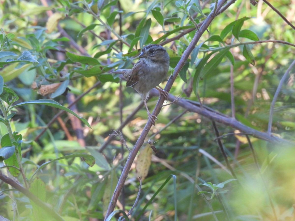 Swamp Sparrow - ML610614810